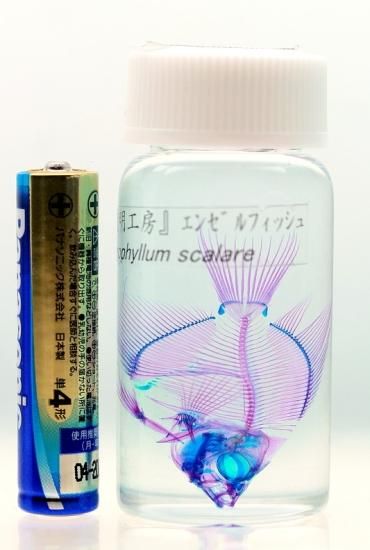 大特価☆数量限定☆透明骨格標本 11本セット レア 深海生物含む 大特価☆数量限定☆透明骨格標本 11本セット レア 深海生物含む