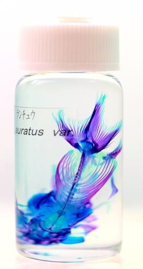 透明工房 ～生命の華～ ☆透明標本 製作・販売 学術指導☆