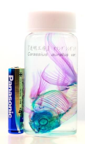 高速配送 透明工房 学術指導☆ 製作・販売 ☆透明標本 ～生命の華～ 採集・採集道具