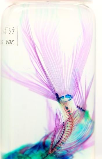 【極希少・極美品】小魚の標本　小瓶　Carassius auratus 金魚 骨格標本 Carassius auratus auratus 全長14cmほど 綺麗な