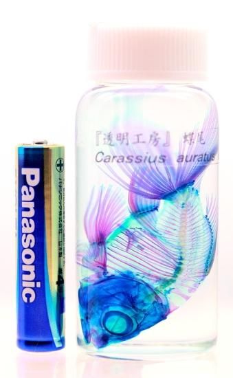 透明工房 ～生命の華～ ☆透明標本 製作・販売 学術指導☆