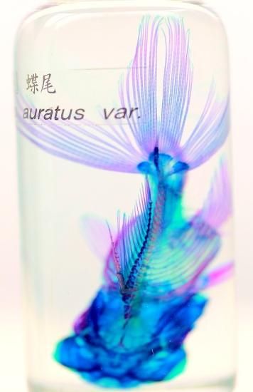 透明工房 ～生命の華～ ☆透明標本 製作・販売 学術指導☆