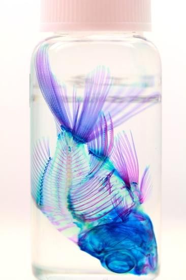 【極希少・極美品】小魚の標本　小瓶　Carassius auratus 透明生物標本- 金魚Carassius auratus | Fish Heart 魚心標本