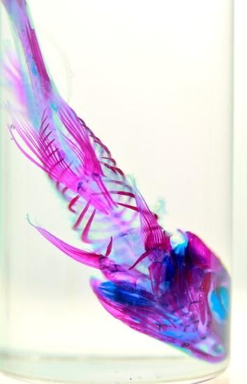 【極希少・極美品】小魚の標本　小瓶　Carassius auratus 極希少・極美品】小魚の標本 小瓶 Carassius auratus