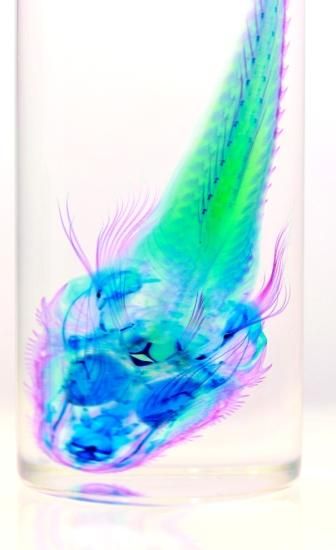 透明工房 ～生命の華～ ☆透明標本 製作・販売 学術指導☆
