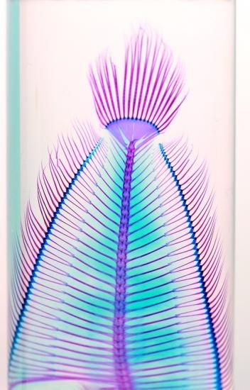 透明工房 ~生命の華~ ☆透明標本 製作・販売 学術指導☆ 透明工房 ~生命の華~ ☆透明標本 製作・販売 学術指導☆