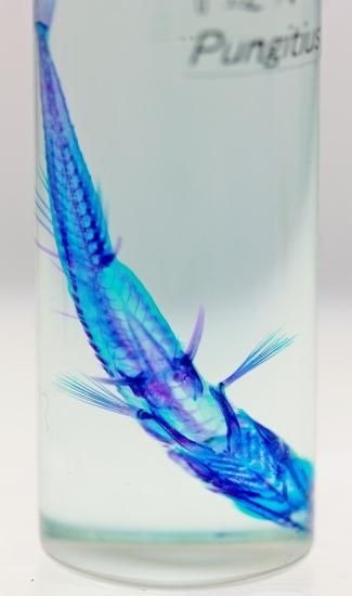 青と橙色のラインが美しいゾウムシ【標本】 入選 23NHA010012｜受賞結果：GOOD DESIGN NEW HOPE AWARD 2023