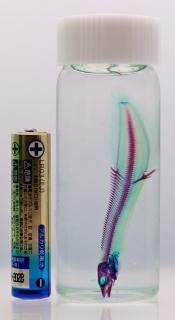 商品検索 - 透明工房 ～生命の華～ ☆透明標本 製作・販売・通販