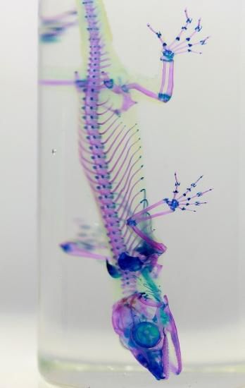 透明骨格標本　ヘラオヤモリ The transparent aquarium #9.5 ~ “Blue” --ヒラオヤモリ