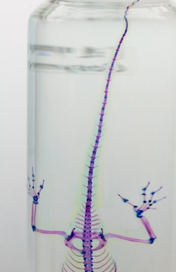 グリーンイモリ 透明標本 グリーンイモリ 透明標本 透明工房 ～生命の華～ ☆透明標本