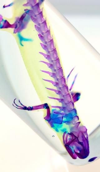 透明工房 ～生命の華～ ☆透明標本 製作・販売 学術指導☆
