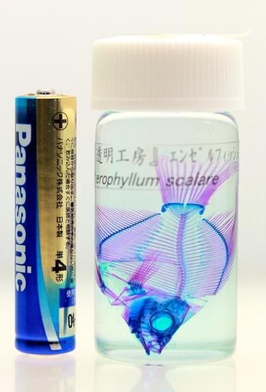 透明工房 ～生命の華～ ☆透明標本 製作・販売・通販 学術指導☆