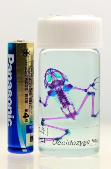 透明工房 ～生命の華～ ☆透明標本 製作・販売 学術指導☆