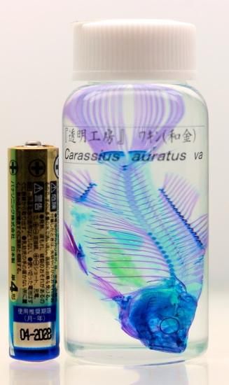 透明工房 ～生命の華～ ☆透明標本 製作・販売 学術指導☆