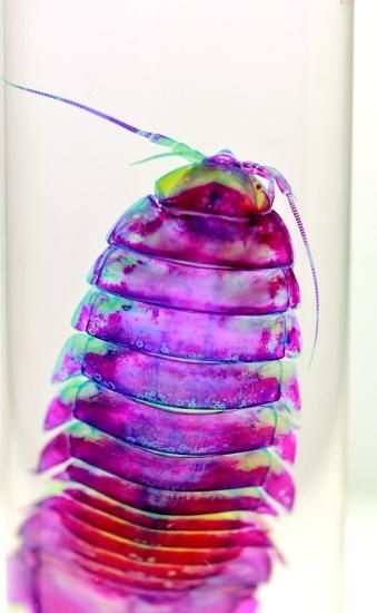 透明工房 ～生命の華～ ☆透明標本 製作・販売 学術指導☆