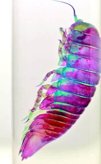 透明工房 ～生命の華～ ☆透明標本 製作・販売 学術指導☆