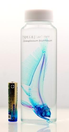 透明工房 ～生命の華～ ☆透明標本 製作・販売 学術指導☆