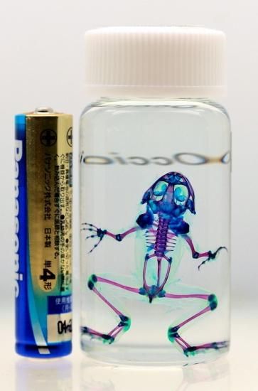 ウシガエル　標本 透明工房 ～生命の華～ ☆透明標本 製作・販売 学術指導☆