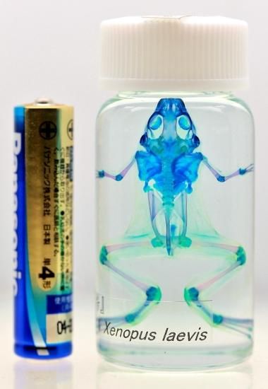 透明工房 ～生命の華～ ☆透明標本 製作・販売 学術指導☆
