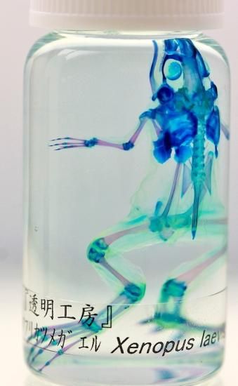 透明工房 ~生命の華~ ☆透明標本 製作・販売 学術指導☆ 透明工房 ~生命の華~ ☆透明標本 製作・販売 学術指導☆
