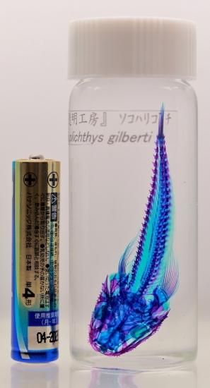 【1点物】極美品☆極希少 透明標本 ソコハリゴチ 約12cm 深海魚 110ml 1点物】極美品☆極希少 透明標本 ソコハリゴチ 約12cm 深海魚