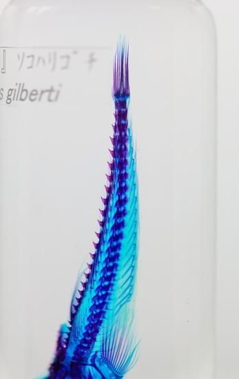 【1点物】極美品☆極希少 透明標本 ソコハリゴチ 約12cm 深海魚 110ml 1点物】極美品☆極希少 透明標本 ソコハリゴチ 約12cm 深海魚