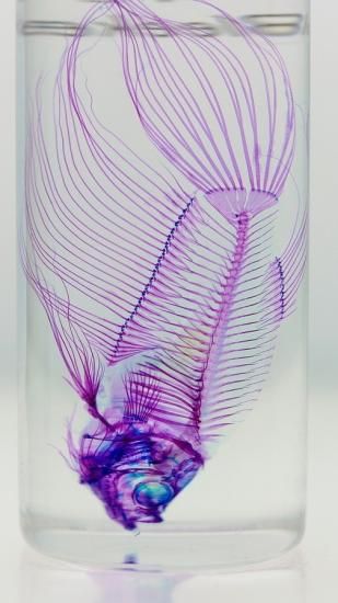 創作人形・吸血鬼の標本（紫水晶） 櫻井紅子 on X: 