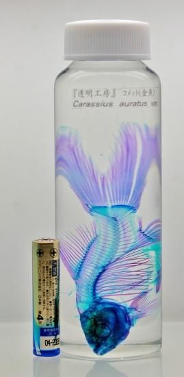 【即出荷】 透明工房 ～生命の華～ ☆透明標本 製作・販売 学術指導☆ 採集・採集道具