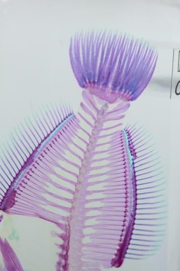 透明工房 ～生命の華～ ☆透明標本 製作・販売 学術指導☆