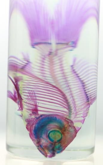 透明工房 ～生命の華～ ☆透明標本 製作・販売 学術指導☆