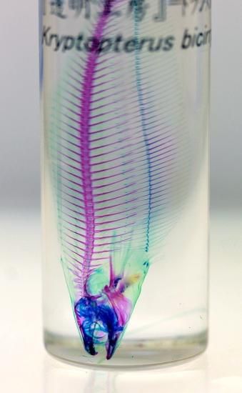 極美品【1点物】セミエビ 乾燥標本 色彩保存標本 関節可動 1点物】セミエビ① 乾燥標本 色彩保存標本 関節可動