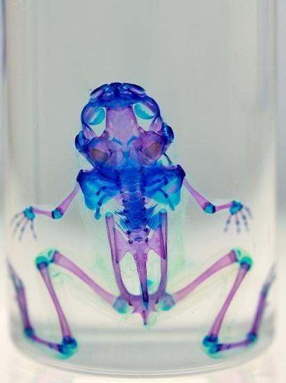 【1点物】極美品☆アフリカツメガエル 透明標本 コレクション品 透明工房 ～生命の華～ ☆透明標本 製作・販売 学術指導☆