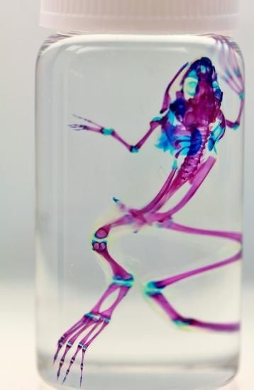 透明工房 ～生命の華～ ☆透明標本 製作・販売 学術指導☆