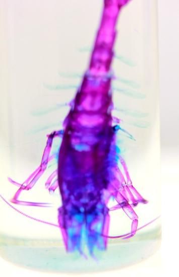 透明工房 ～生命の華～ ☆透明標本 製作・販売 学術指導☆