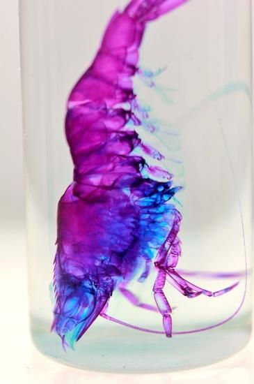極美品【1点物】セミエビ 乾燥標本 色彩保存標本 関節可動 1点物】セミエビ① 乾燥標本 色彩保存標本 関節可動