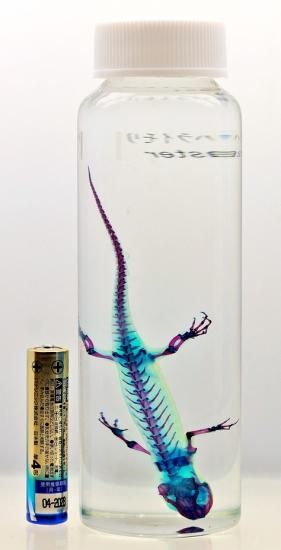 透明標本 アカハライモリ 透明工房 ～生命の華～ ☆透明標本 製作・販売 学術指導☆