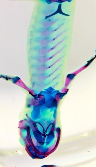 透明工房 ～生命の華～ ☆透明標本 製作・販売 学術指導☆