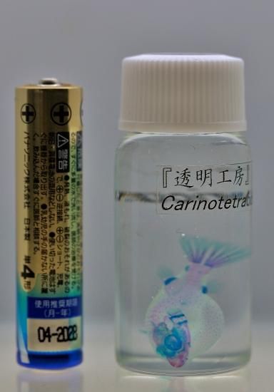 透明工房 ~生命の華~ ☆透明標本 製作・販売 学術指導☆ 透明工房 ~生命の華~ ☆透明標本 製作・販売 学術指導☆