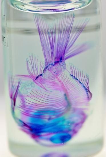 【極希少・極美品】小魚の標本　小瓶　Carassius auratus 透明工房 ～生命の華～ ☆透明標本 製作・販売 学術指導☆