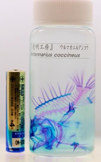 コエポン❗蝶標本‼️ 世界の美麗蝶 11頭セット 〈Various places , Various countries