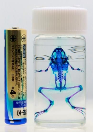 透明工房 ~生命の華~ ☆透明標本 製作・販売 学術指導☆ 透明工房 ~生命の華~ ☆透明標本 製作・販売 学術指導☆