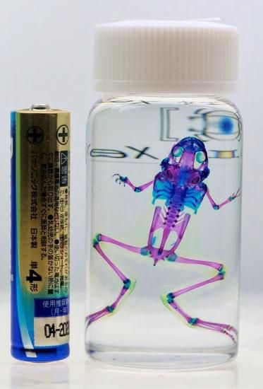 透明工房 ～生命の華～ ☆透明標本 製作・販売 学術指導☆