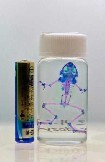 ウシガエル　標本 ウシガエル 標本