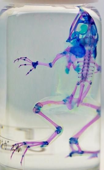 透明工房 ～生命の華～ ☆透明標本 製作・販売 学術指導☆