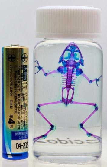 透明工房 ～生命の華～ ☆透明標本 製作・販売 学術指導☆