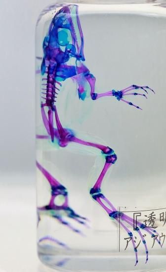 ウシガエル　標本 透明工房 ～生命の華～ ☆透明標本 製作・販売 学術指導☆