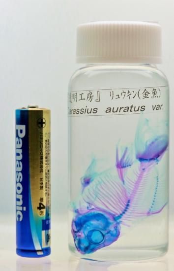 【1点限定品】人魚胎児標本瓶A(定価14800円) 1点限定品】人魚胎児標本瓶A(定価14800円) （Amazon.co.jp