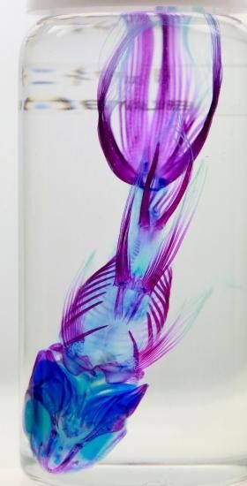 透明工房 ～生命の華～ ☆透明標本 製作・販売 学術指導☆