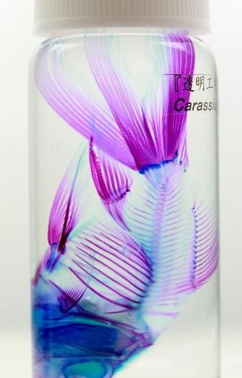 透明工房 ～生命の華～ ☆透明標本 製作・販売 学術指導☆