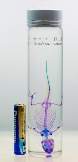 透明工房 ～生命の華～ ☆透明標本 製作・販売 学術指導☆